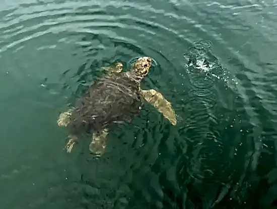 Köyceğiz Dalyan Çamur Banyosu Tekne Turu.